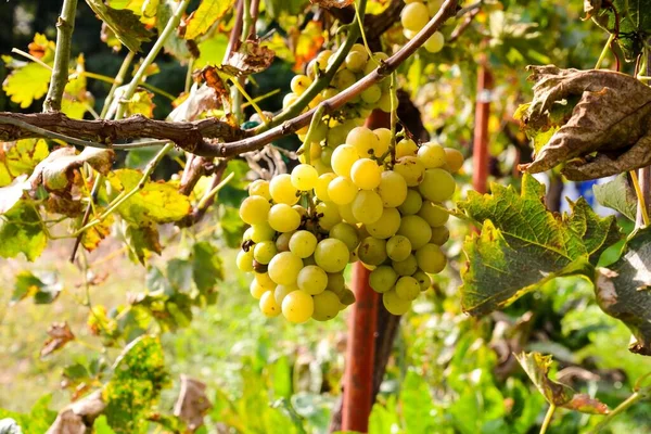 Foto Van Een Mooie Druivenmoes Wijngaard Klaar Wijn Produceren — Stockfoto
