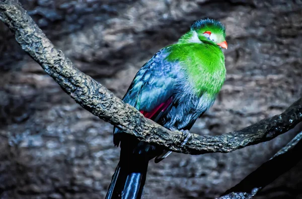 Papegaai Tropische Vogel Met Een Gekleurde Vader — Stockfoto