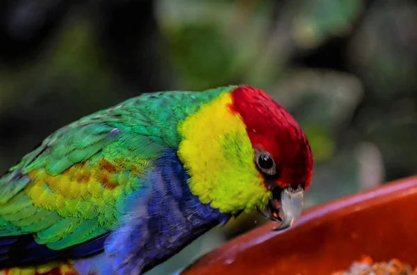 Babası Colroed Olan Tropikal Kuş Papağanı — Stok fotoğraf