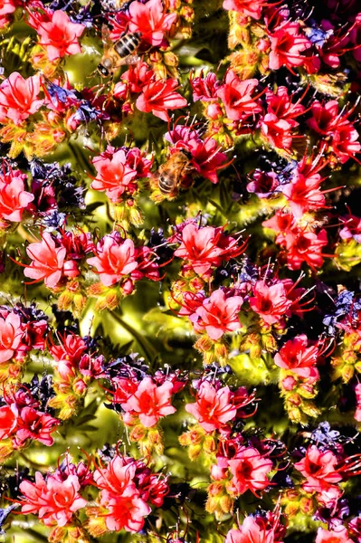 Картина Класичного Квіткового Фону Текстури Візерунка — стокове фото