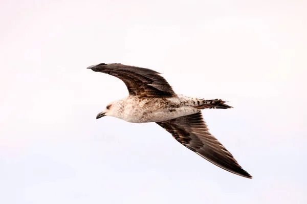 Foto Uccello Acqua Gabbiano Animali — Foto Stock