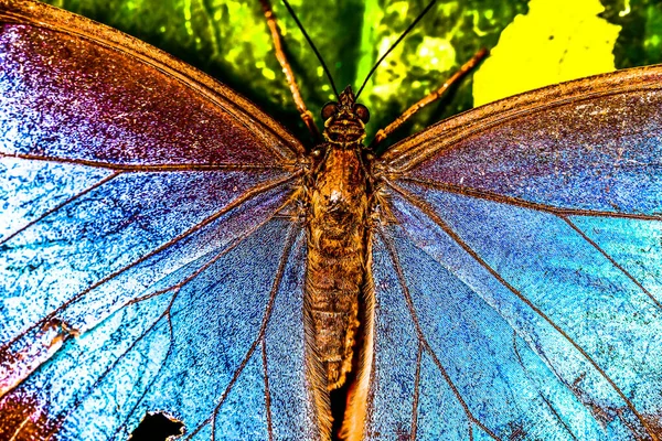 Pillangó Levél Fotó Mint Háttérben Digitális Kép — Stock Fotó
