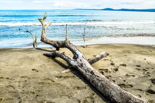Driftwood Sulla Spiaggia Foto Come Sfondo Immagine Digitale — Foto Stock