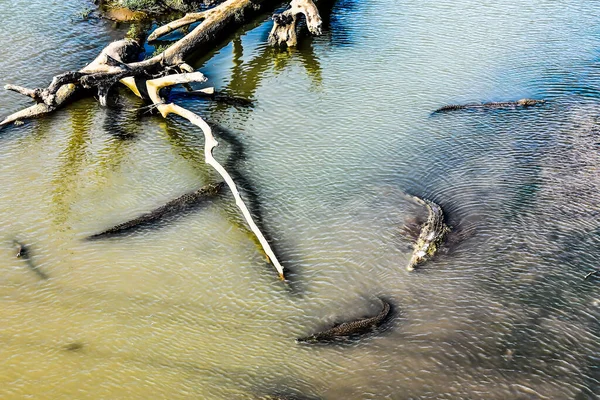 stock image tree on the beach, photo as a background, digital image