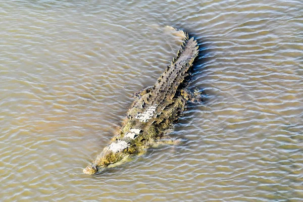 Krokodil Vízben Fotó Háttérként Digitális Kép — Stock Fotó