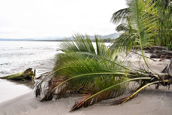 Palm Tree Beach Photo Background Digital Image — Stock Photo, Image
