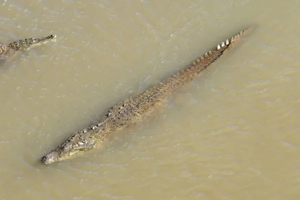 Κροκόδειλος Στο Νερό Φωτογραφία Φόντο Ψηφιακή Εικόνα — Φωτογραφία Αρχείου