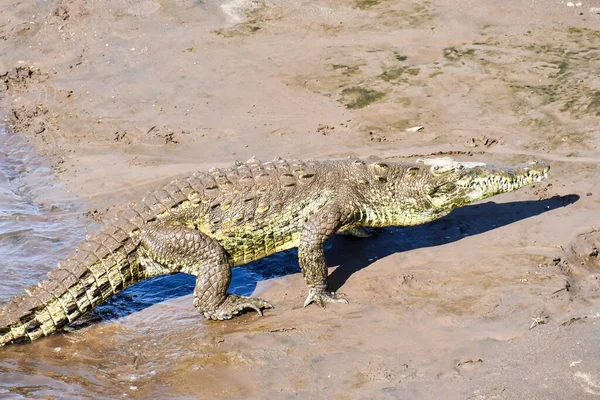 Krokodil Het Strand Foto Als Achtergrond Digitale Afbeelding — Stockfoto