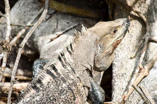 Bir Dalda Iguana Arkaplan Olarak Fotoğraf Dijital Resim — Stok fotoğraf