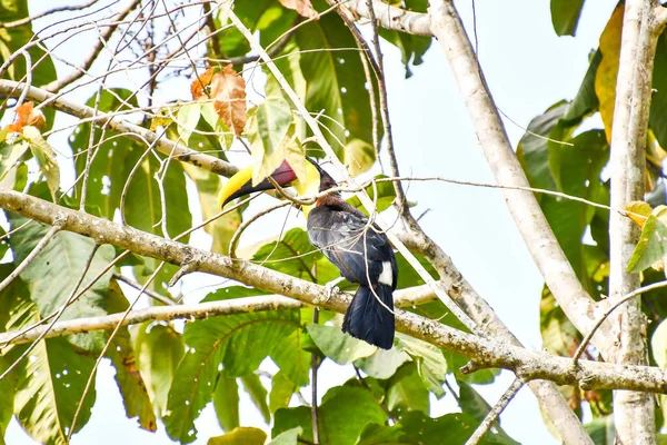 stock image bird on a branch, photo as a background, digital image