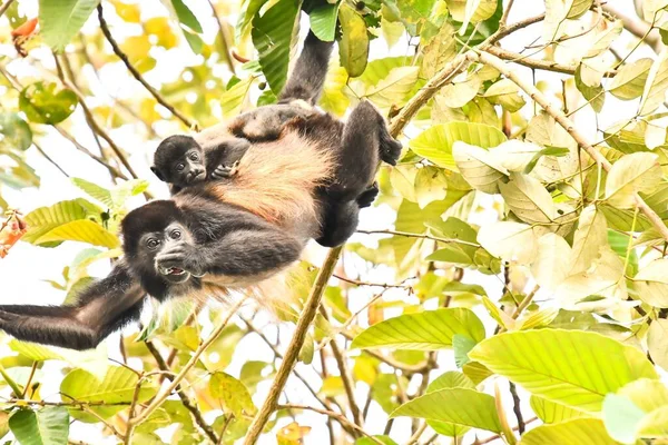 Мавпа Районі Вулкана Ареналь Центральна Америка — стокове фото