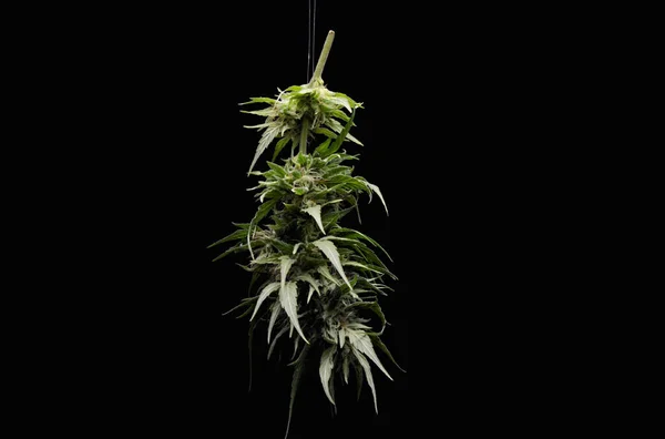 Floração Cannabis Maconha Green Buds Flores Maduras — Fotografia de Stock