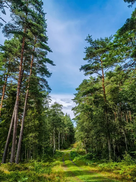 Arbres Dans Forêt Image Prise Europe — Photo