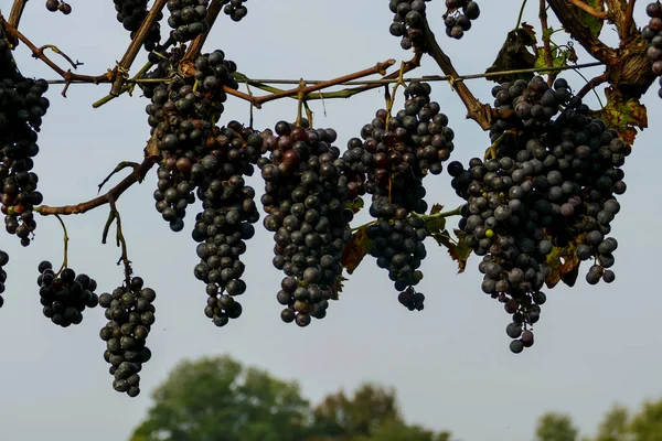 Colheita Uvas Vinha Itália Norte Uvas Vermelhas Para Vinho — Fotografia de Stock