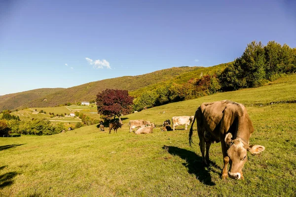 Vaca Marrom Frente Paisagem Montanha — Fotografia de Stock
