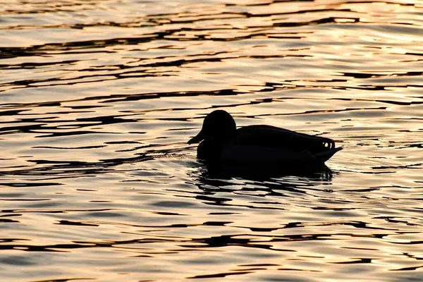 鸭子在水里 照片作为背景 数字图像 — 图库照片