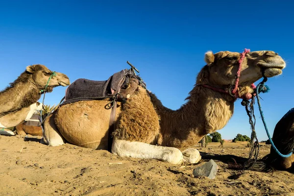 사막의 아름다운 디지털 — 스톡 사진