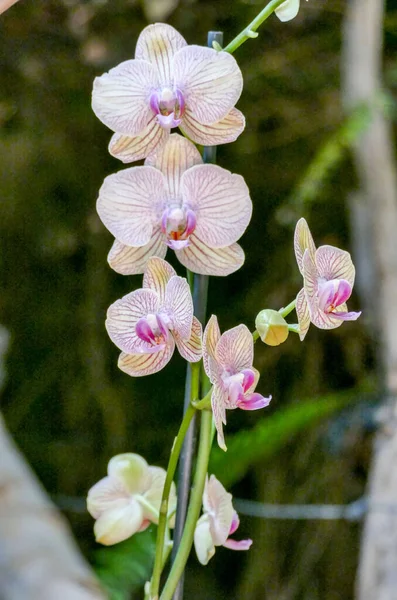 熱帯の庭の蘭の花 花配達テネリフェ島で育つ蘭の花蘭の花蘭の背景選択的フォーカス — ストック写真
