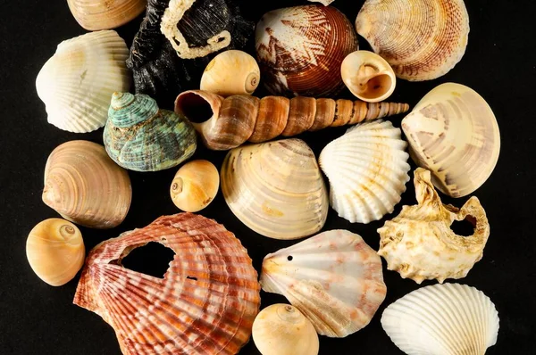 Seashell Sfondo Texture Sacco Lumache Mare Misto — Foto Stock