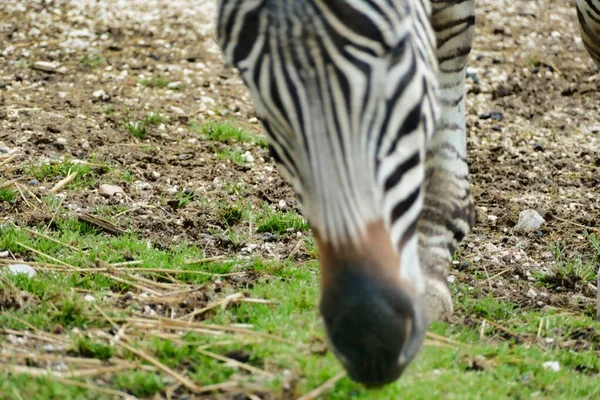 동물원에 얼룩말 사진을 배경으로 디지털 — 스톡 사진
