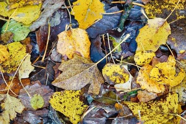 Herbstblätter Boden Foto Als Hintergrund — Stockfoto