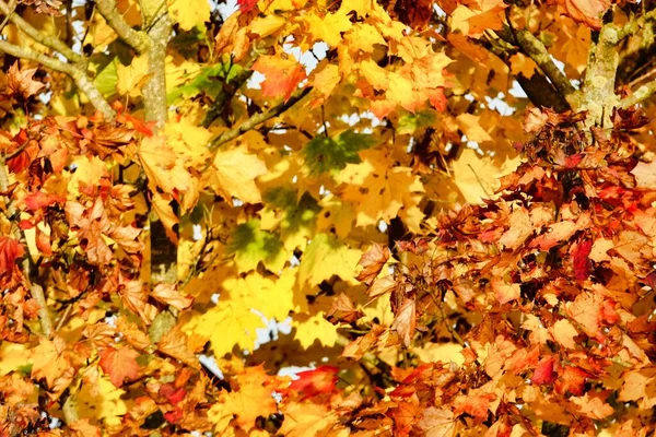 Autumn Leaves Background Photo Background Digital Image — Stock Photo, Image