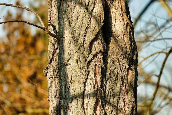 Trunk Tree Photo Background — Stock Photo, Image