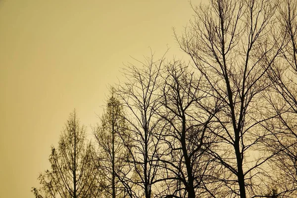 Solnedgång Skogen — Stockfoto