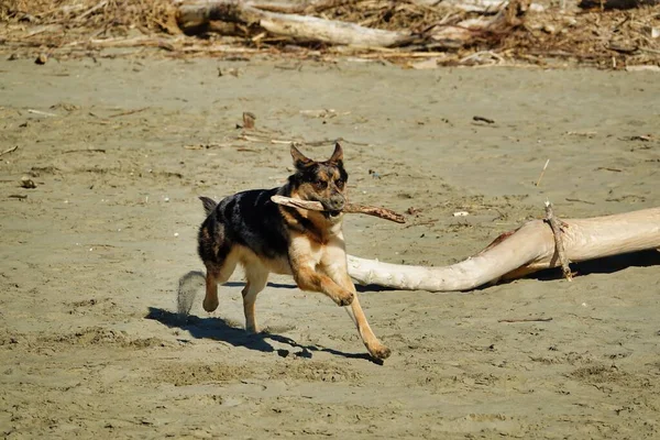 沙滩上的狗 数码影像图片 — 图库照片