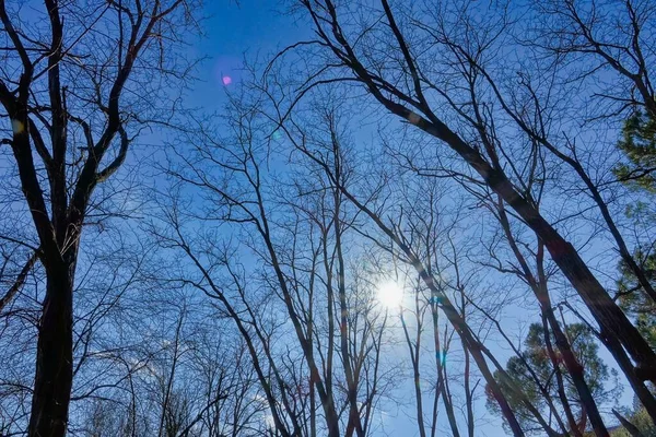 Ağaçlar Gökyüzü Dijital Oluşturulmuş Resim — Stok fotoğraf