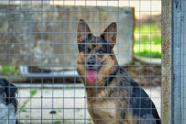 dog in cage image taken in europe