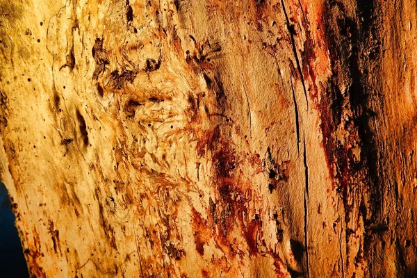 在欧洲拍摄的木材纹理图像 — 图库照片