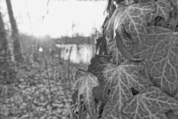 Старый Ствол Дерева Черно Белое Изображение — стоковое фото