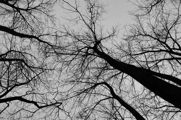 Silhueta Uma Imagem Árvore Tirada Europa — Fotografia de Stock
