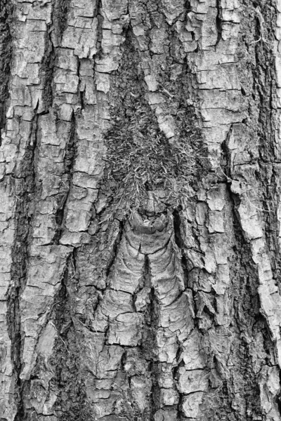 Кора Изображения Дерева Сделанного Европе — стоковое фото