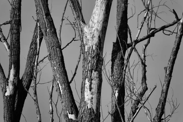 유럽에서 가지들 — 스톡 사진