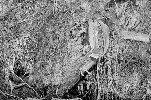 나무로 통나무 흑백의 — 스톡 사진