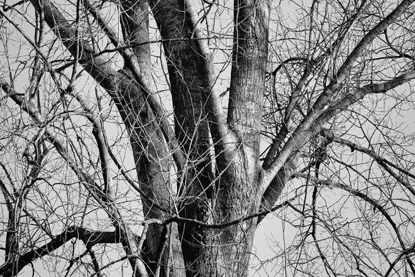 Drzewa Zimie Obraz Zrobione Europie — Zdjęcie stockowe