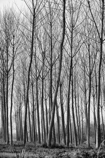 Floresta Inverno Imagem Tomada Europa — Fotografia de Stock
