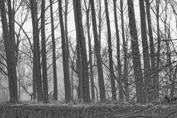 Erdő Ködben — Stock Fotó