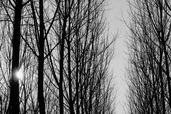 형상을 나무의 실루엣 — 스톡 사진