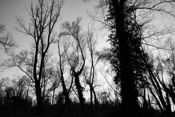 ヨーロッパで撮影された森林画像の日没は — ストック写真