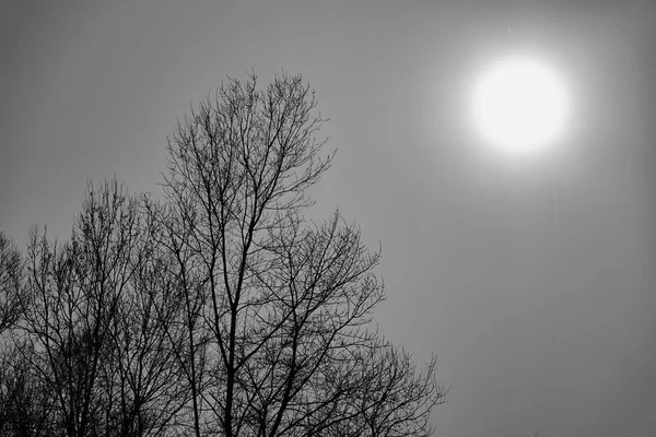 Árvores Imagem Nevoeiro Tirada Europa — Fotografia de Stock