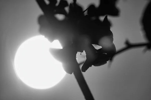 Flor Lírio Sobre Sol Imagem Preto Branco — Fotografia de Stock