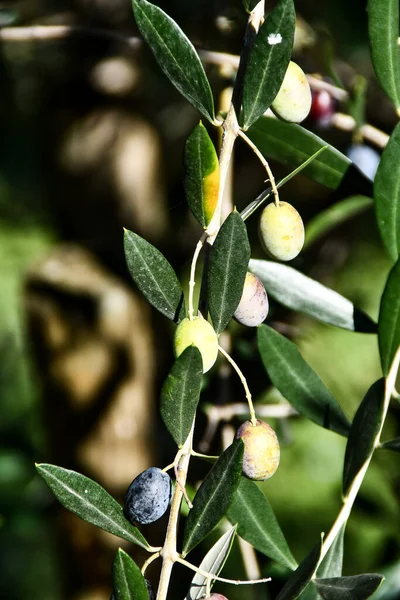 Зелені Оливки Гілці Красива Фотографія Цифрової Фотографії — стокове фото