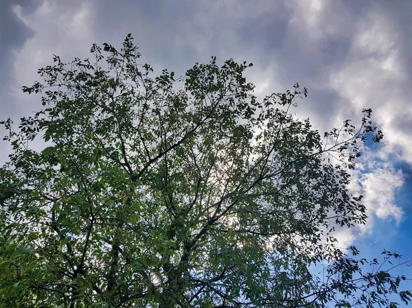 Ağaç Gökyüzü Arkaplan Olarak Fotoğraf Dijital Resim — Stok fotoğraf