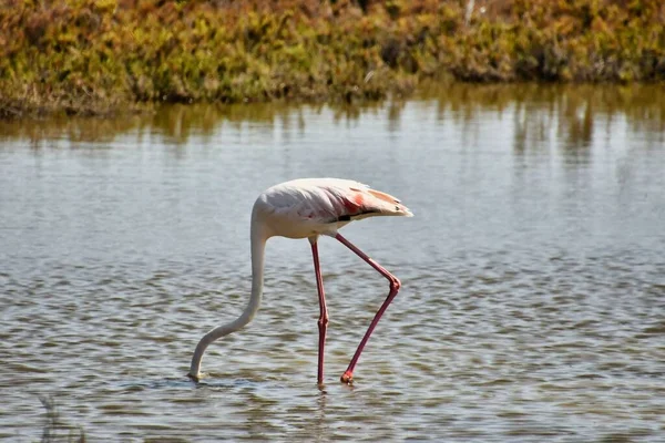 Flamingo Jeziorze Zdjęcie Jako Tło Obraz Cyfrowy — Zdjęcie stockowe