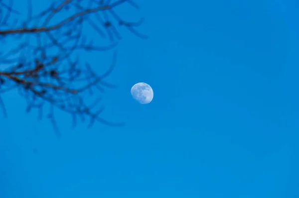 月亮和树枝 — 图库照片