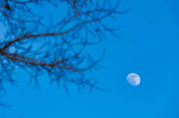 月亮和树 数码图像 — 图库照片