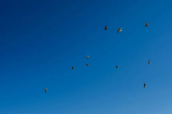 Flock Birds Flying Blue Sky Clouds Photo Background Digital Image — Stock Photo, Image